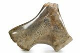 Polished Sauropod Pubis Bone (Gembone) - Morocco #253299-1